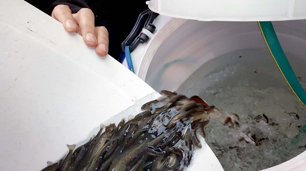 Obavljeno drugo ovogodišnje poribljavanje vodotoka